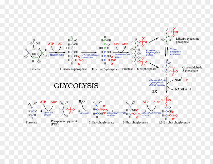 Pathway Glycolysis Metabolic Citric Acid Cycle Adenosine Triphosphate Cellular Respiration PNG