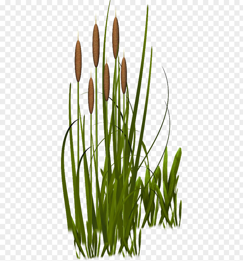 Plant Grasses Vegetation Clip Art PNG