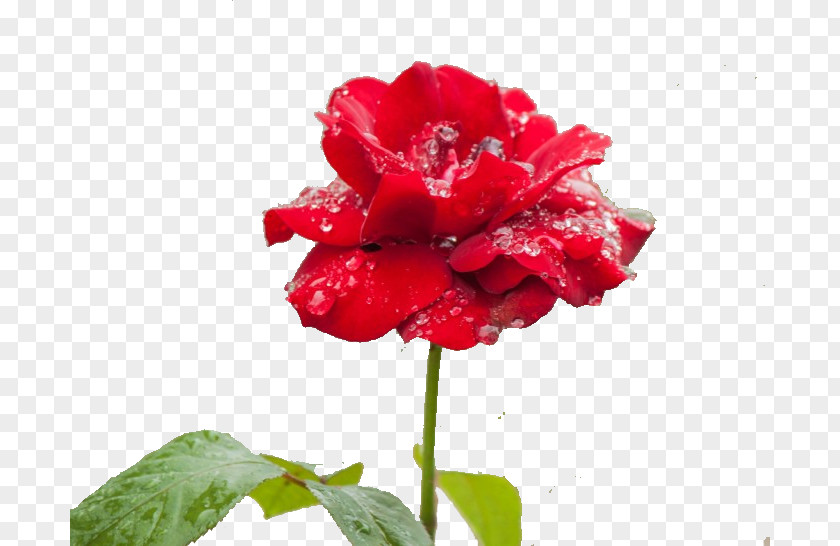 Rose Rain Garden Roses Rosa Chinensis Floristry Carnation Petal PNG