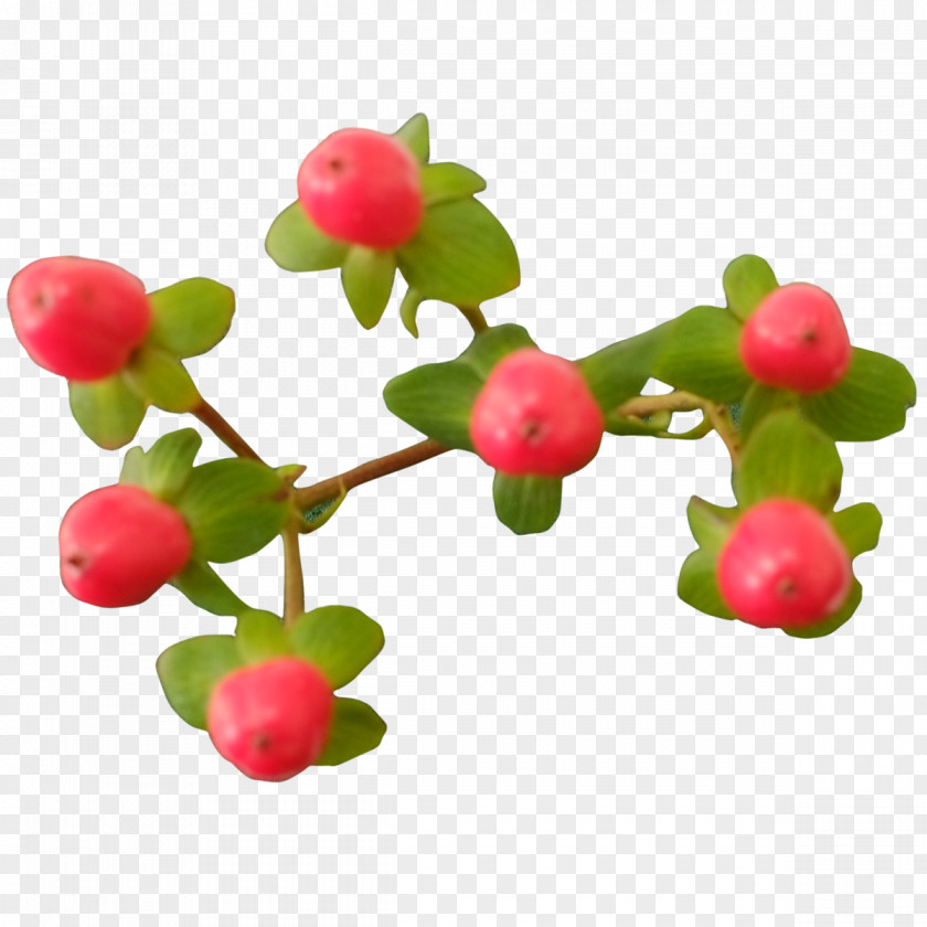 Small Chrysanthemum Pink Peppercorn Food Lingonberry Fruit PNG