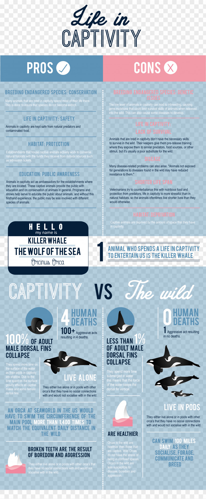 Captivity Captive Killer Whales Zoo Infographic PNG