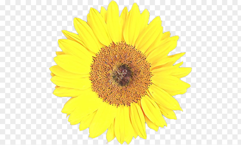 Cut Flowers Pollen Sunflower PNG