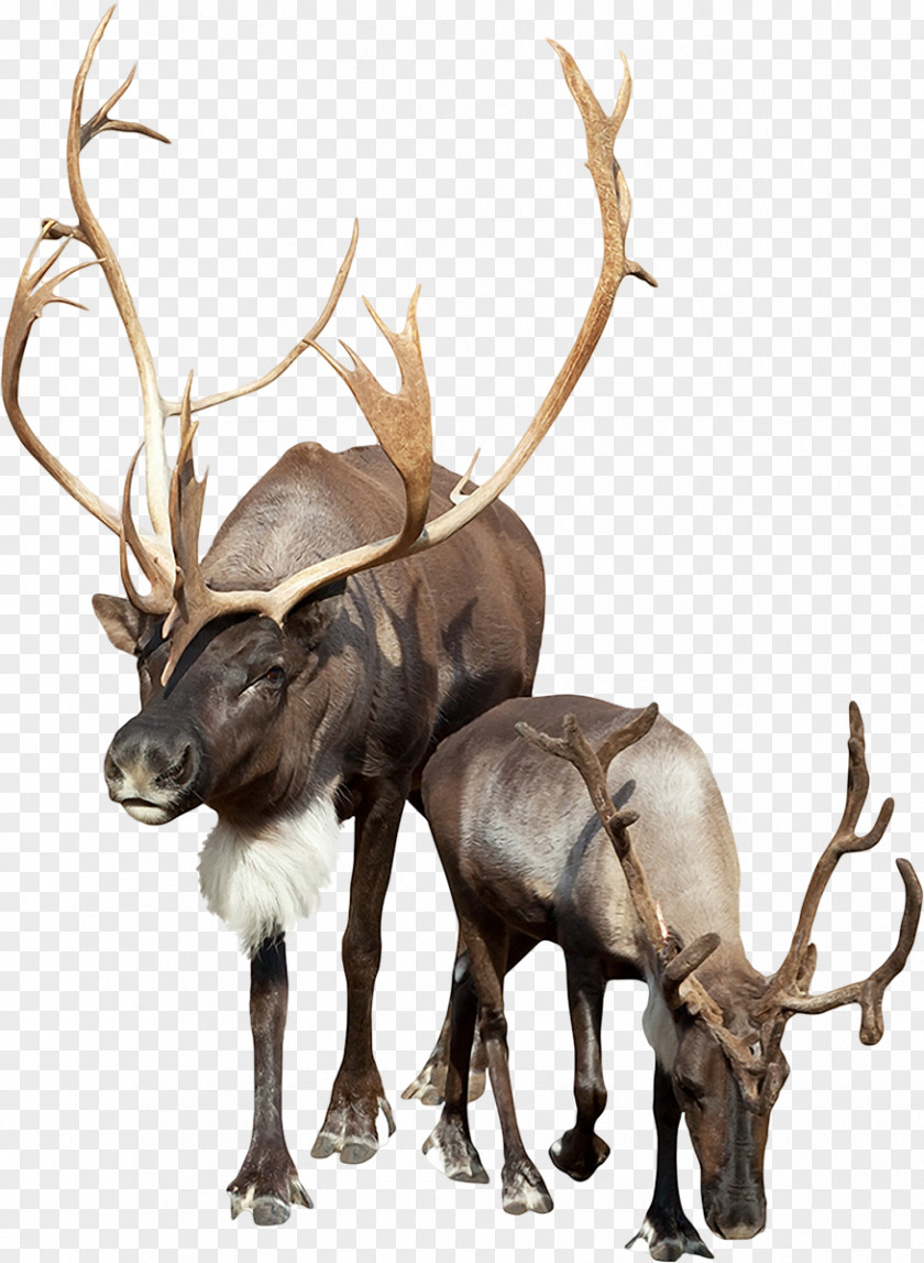 Deer Bison Boreal Woodland Caribou Stock Photography Even-toed Ungulate PNG