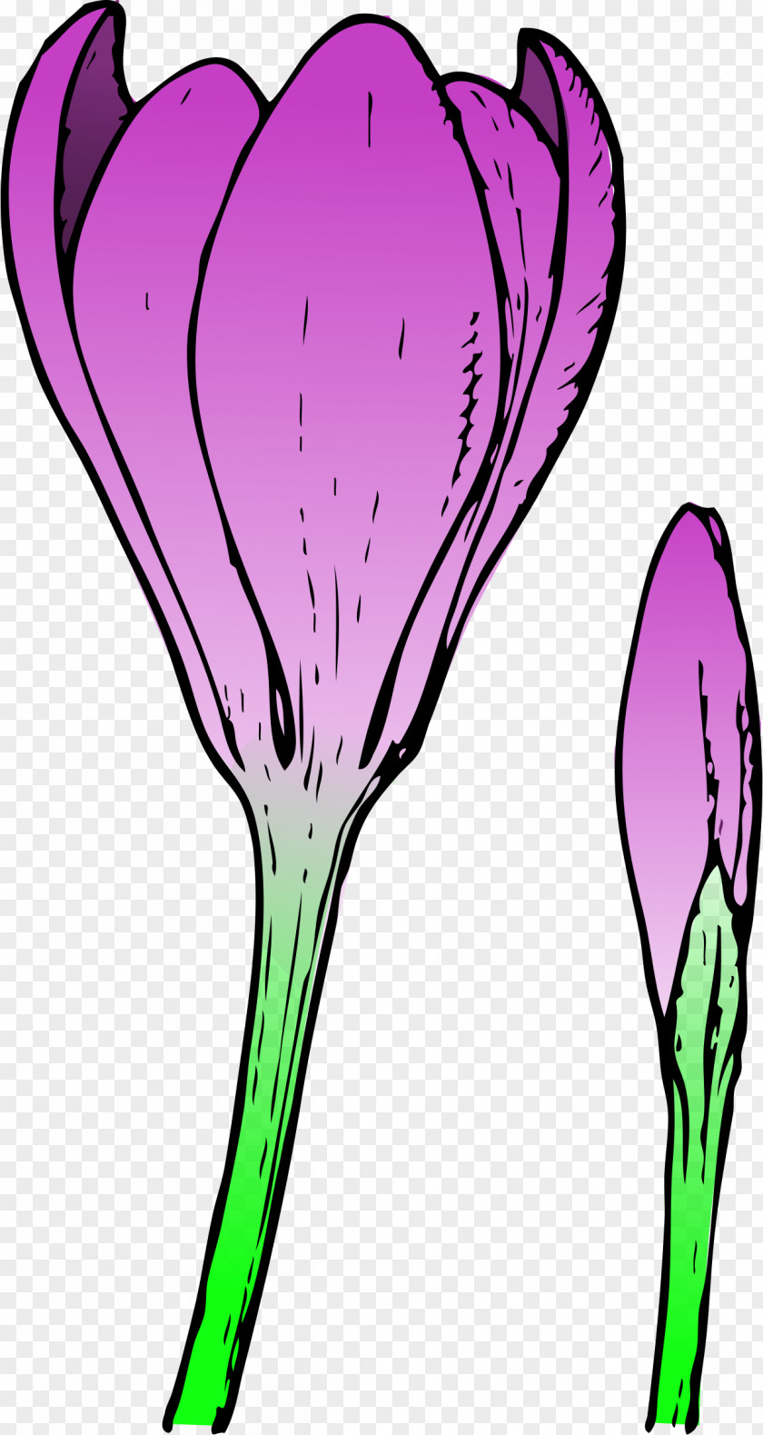 Drawings Of Spring Flowers Crocus Chrysanthus Vernus Flower Bud Clip Art PNG