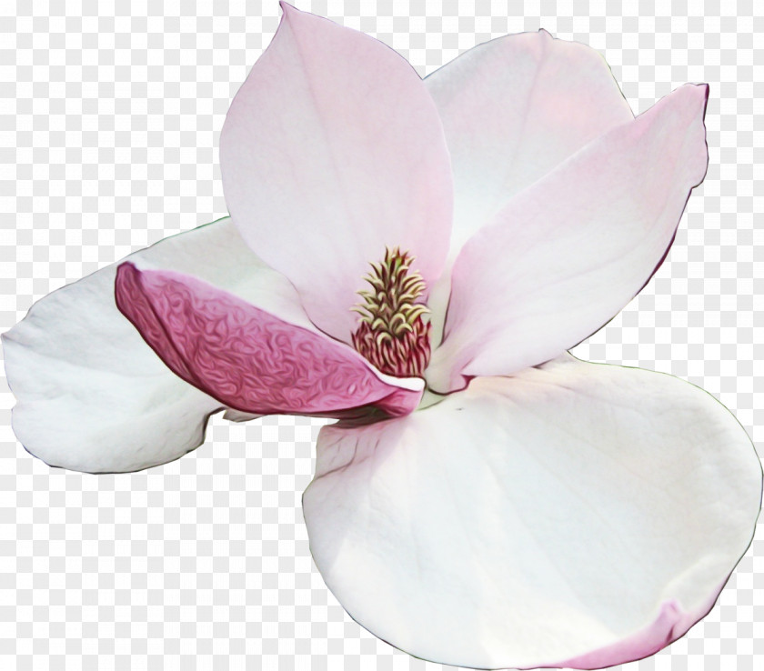 Herbaceous Plant Southern Magnolia Petal Pink Flower PNG