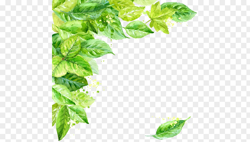 Leaf Frame Transparent Background Clip Art PNG