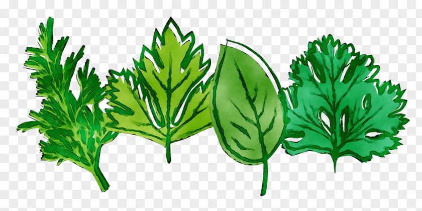Leaf Greens Herbalism Plant Stem PNG