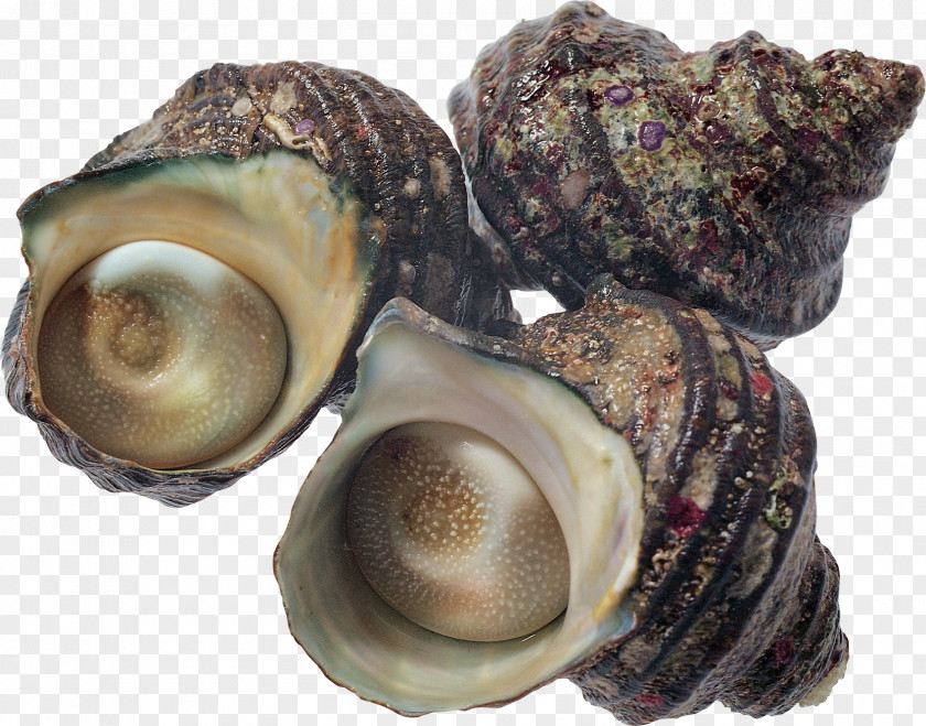 Pearls Oyster Seafood Shellfish Scallop PNG
