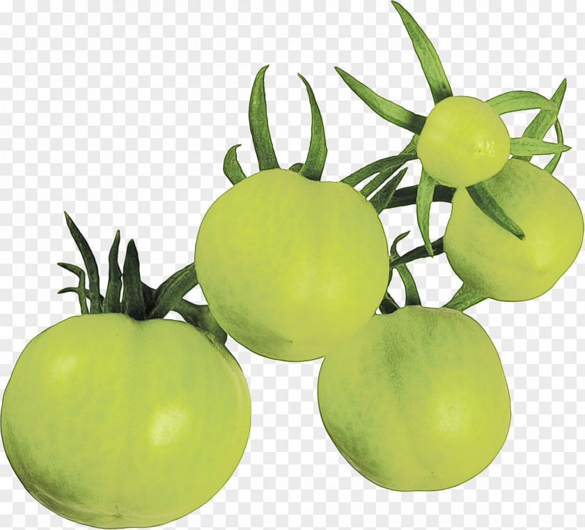 Tomato PNG