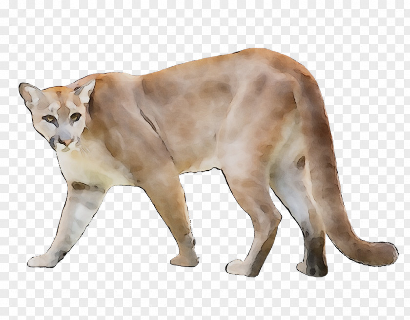 Whiskers Cougar Cat Terrestrial Animal Fauna PNG