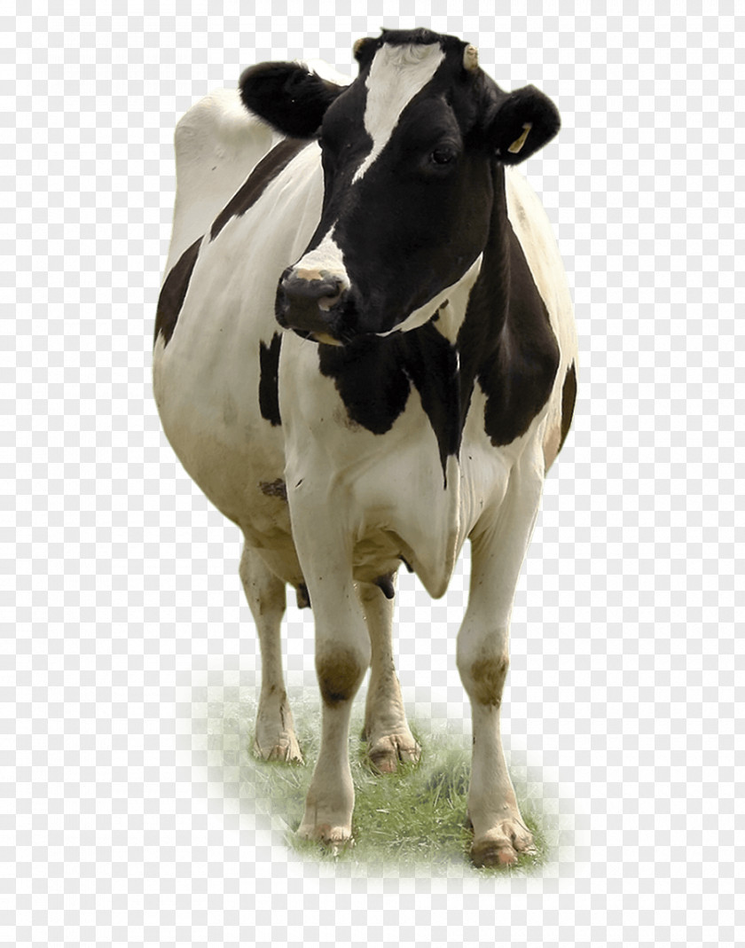 Dairy Cattle Miglioranza S.R.L. Calf Beef PNG
