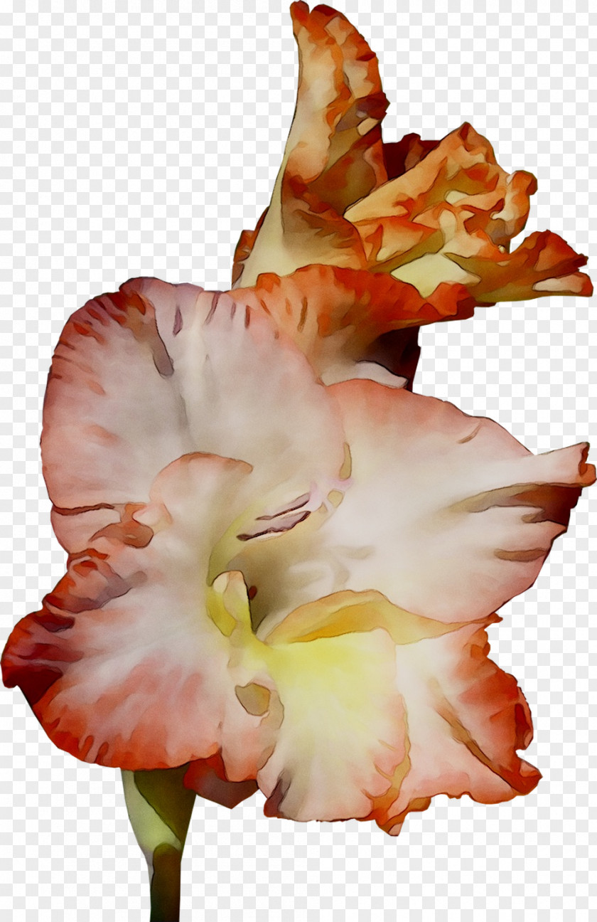 Gladiolus Amaryllis Jersey Lily Canna Daylily PNG