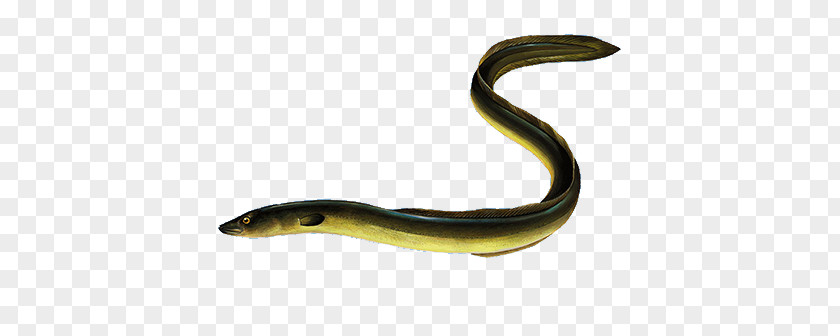 Jewellery Reptile Worm Body European Eel PNG