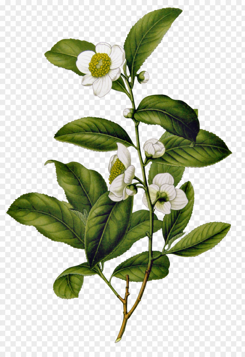 Tea Assam Camellia Sinensis Flowering Chinese PNG