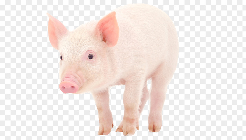 Pig Domestic Snout Fauna PNG