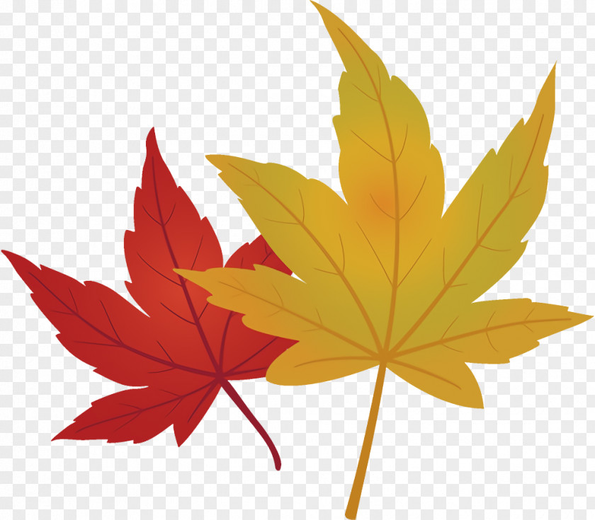 Plane Sweet Gum Maple Leaves Autumn Fall PNG