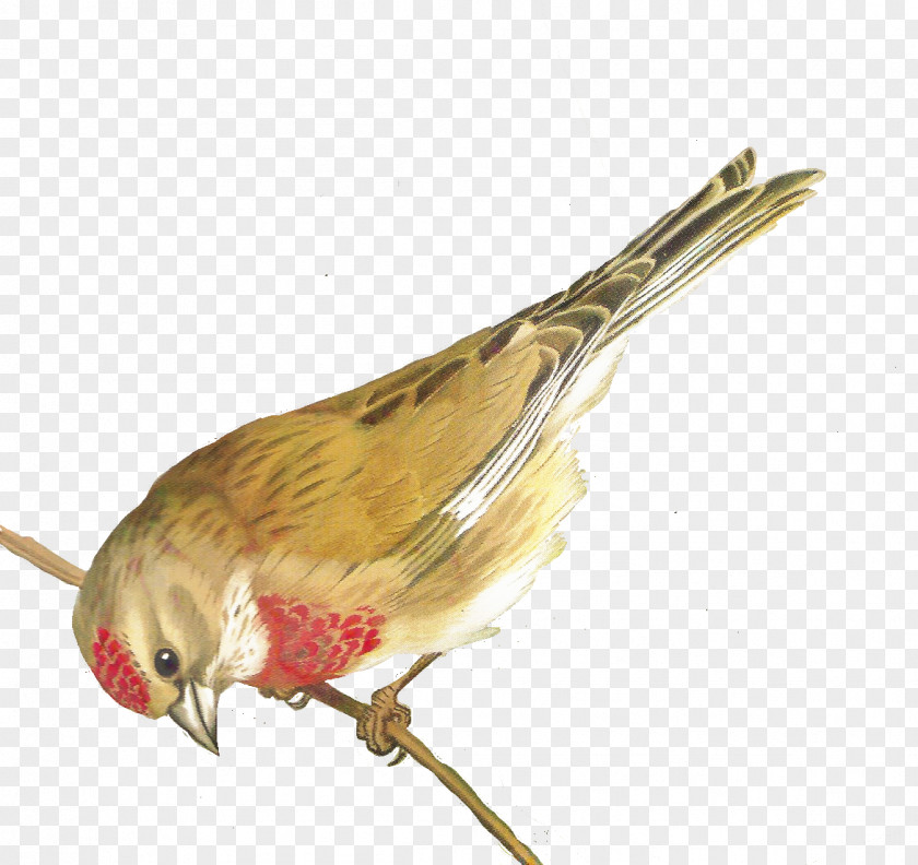 Wren Tail Cartoon Bird PNG