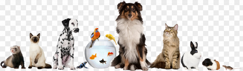 Animals Pet Sitting Dog Daycare Cat PNG