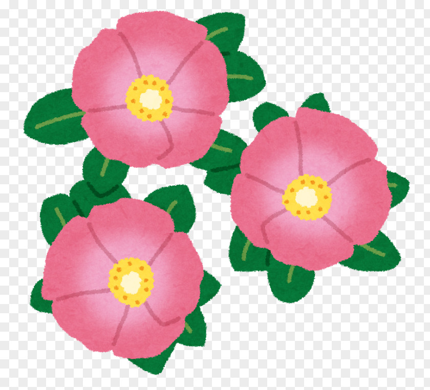 Flower Beach Rose Cut Flowers Japanese Camellia Family PNG