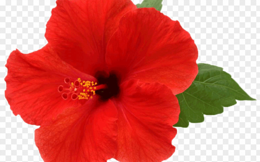 Flower Shoeblackplant Mallows Image Common Hibiscus PNG
