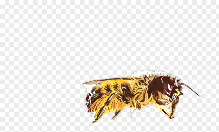 Fly Bumblebee Feather PNG