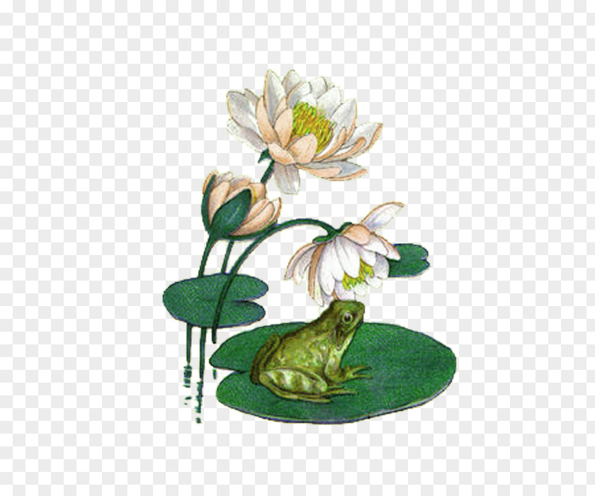 Green Chinese Wind Frog Flower Decoration Pattern Koi Water Lily Mousepad Pond PNG