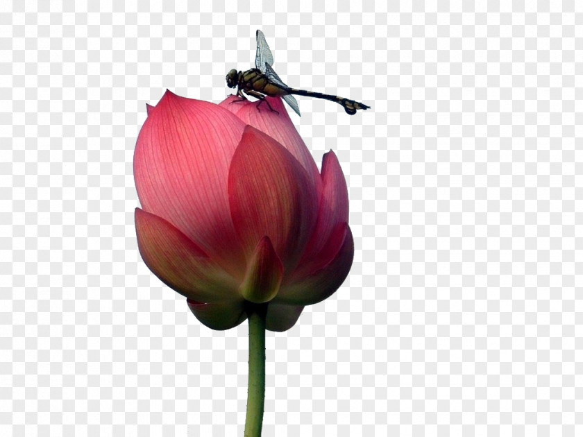 Lotus Dragonfly Nelumbo Nucifera Sentence Information PNG