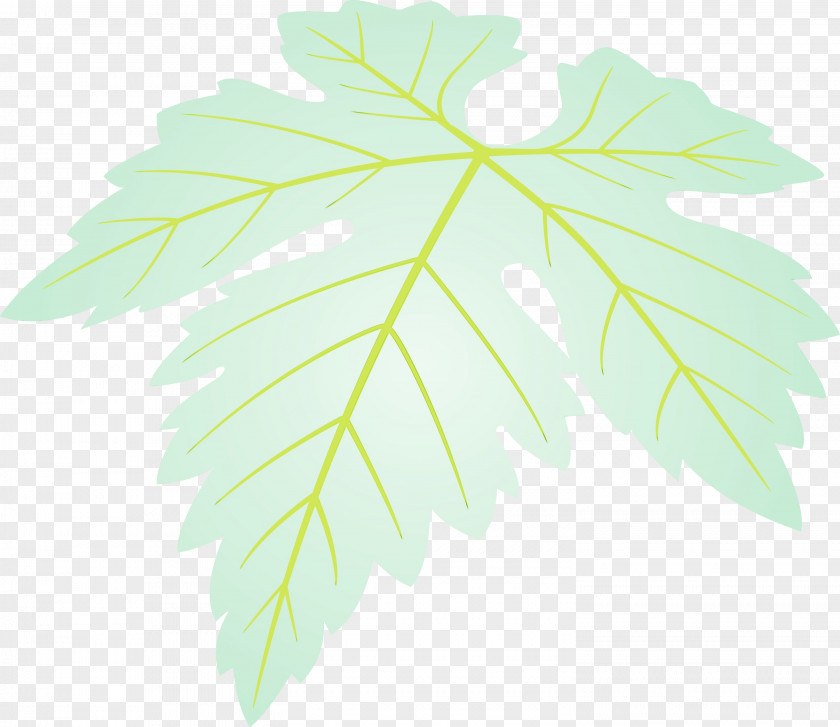 Maple Leaf PNG