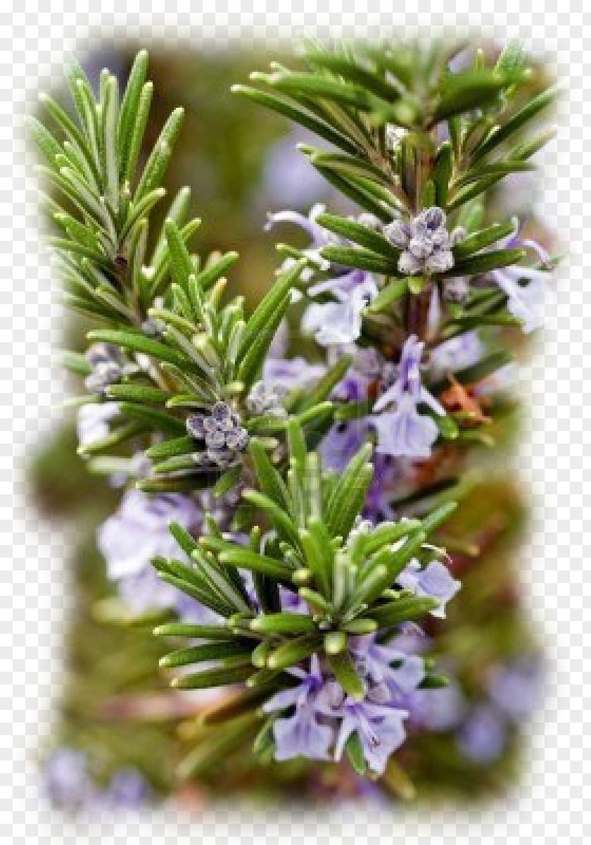 Plant Guia De Plantes Per A Nois I Noies D'arbres Rosemary Jasmine PNG