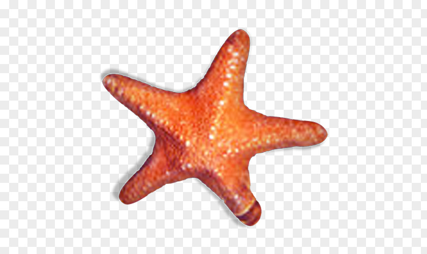 Starfish Sea Orange PNG