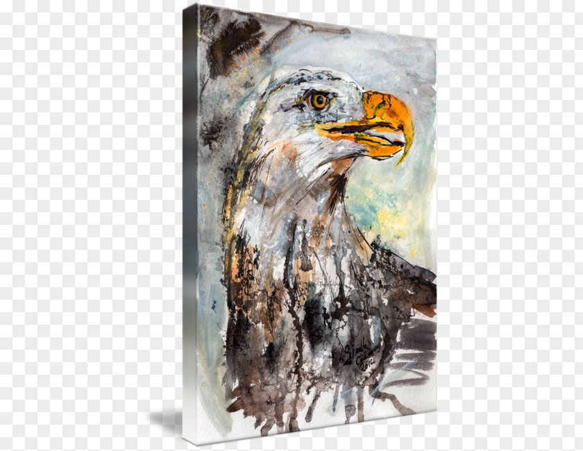 Watercolor Eagles Bald Eagle Painting Hawk PNG