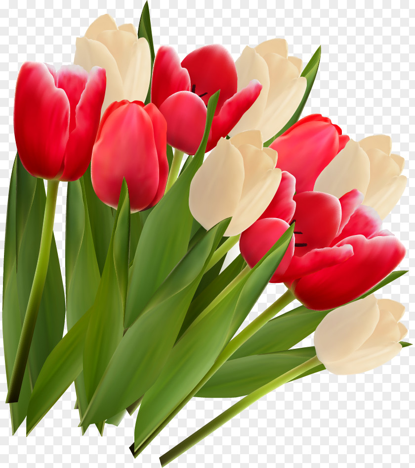 A.d.i.d.a.s Tulip Flower Clip Art PNG