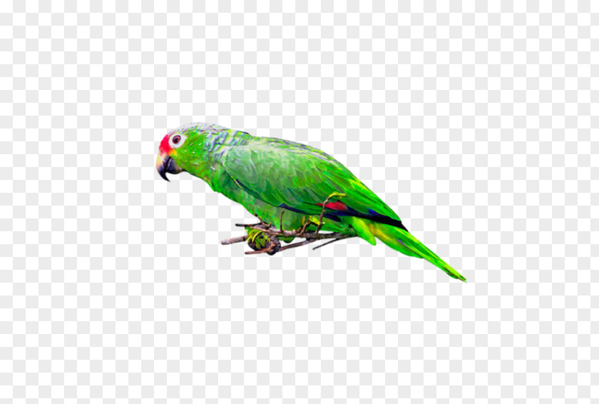 Bird Budgerigar Parrot Parakeet Macaw PNG
