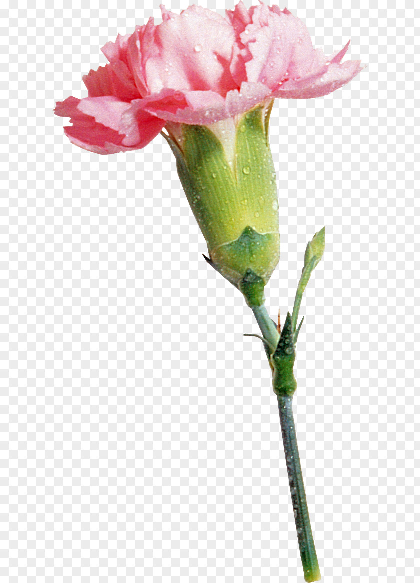 Carnations Carnation Garden Roses Paper Cut Flowers Clip Art PNG