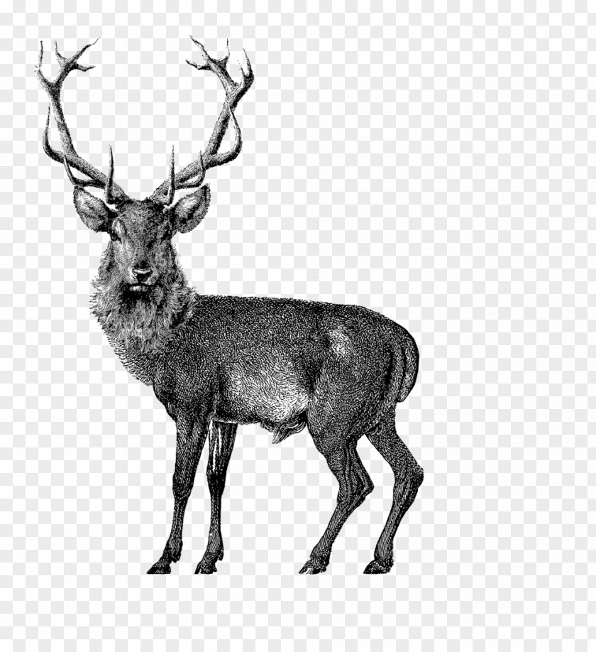 Deer Red Vector Graphics Drawing Reindeer PNG