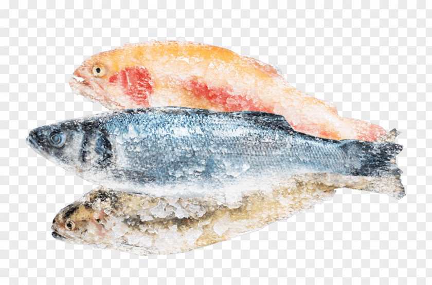 Fish Sardine Products Pacific Saury Oily PNG