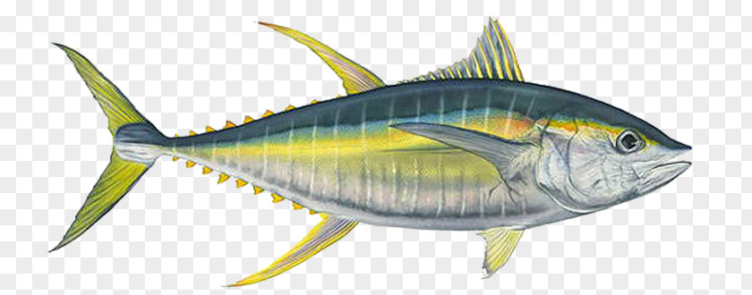 Fishing Albacore Bigeye Tuna Yellowfin PNG