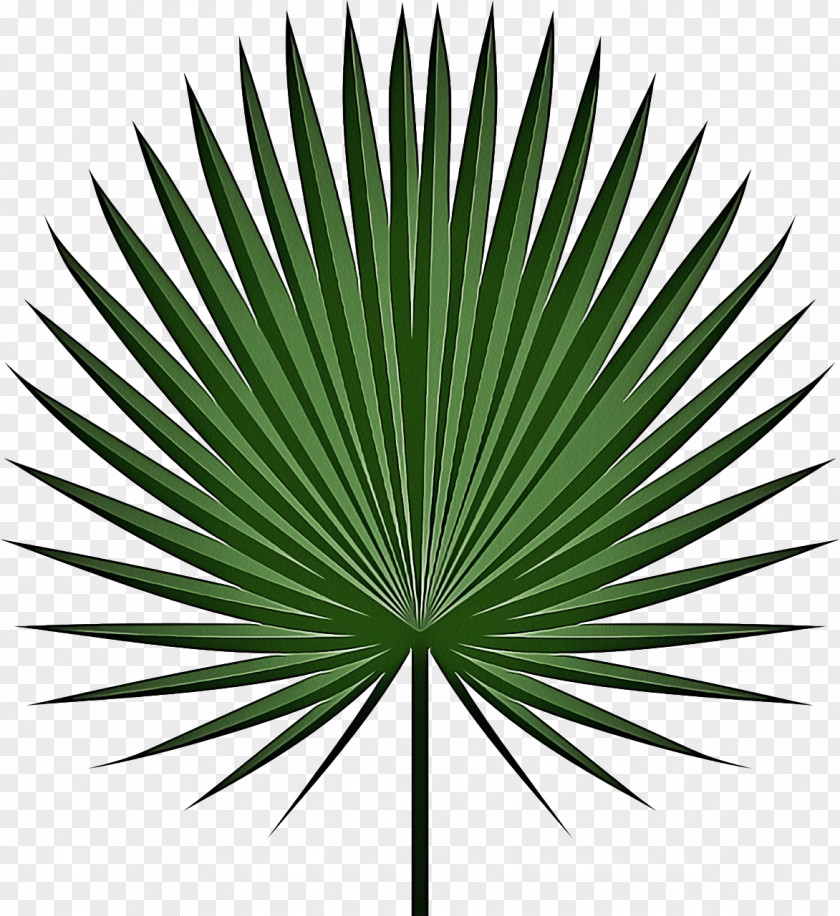 Flower Plant Stem Palm Tree Background PNG