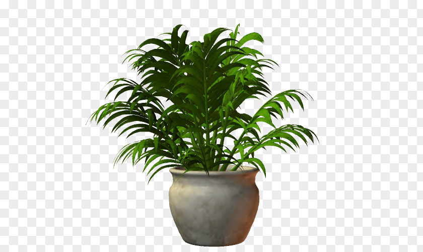 Plant Lucky Bamboo Houseplant Tree PNG