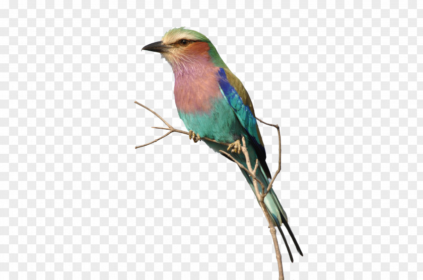 Aak Finches Fauna Beak Feather PNG