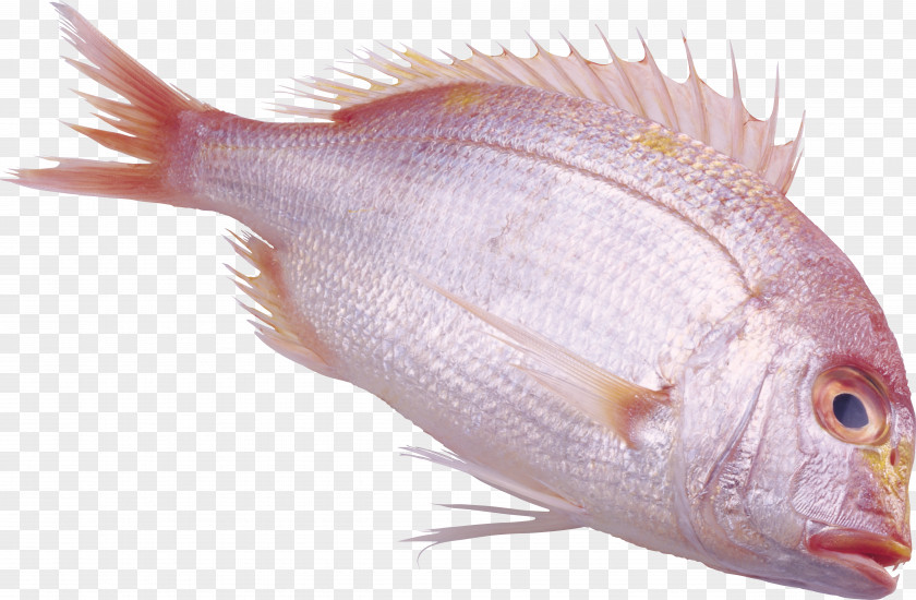 Fish Bream PNG