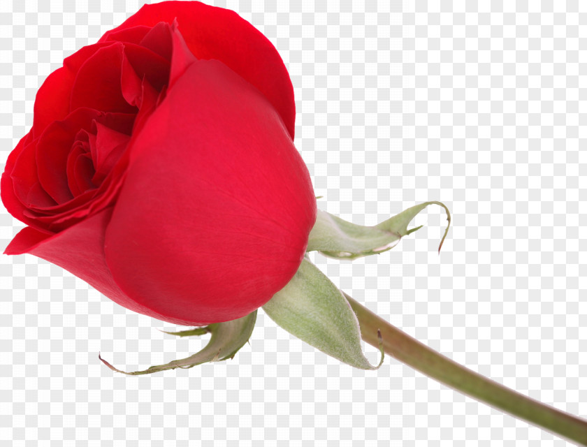 Gift Garden Roses Love Vinegar Valentines PNG