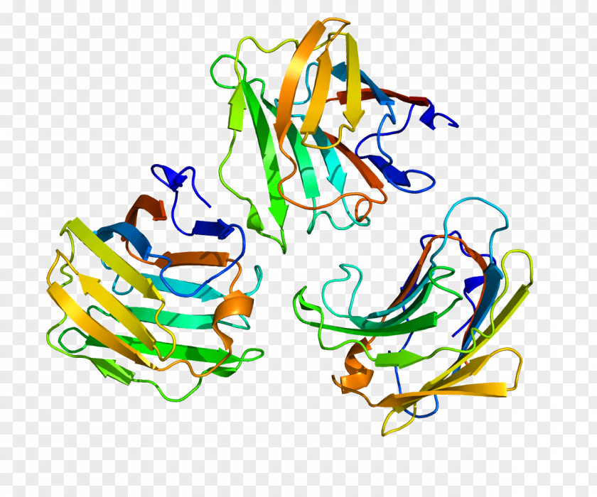 Monocyte Galectin-9 Wikipedia Protein Galectin-3 PNG