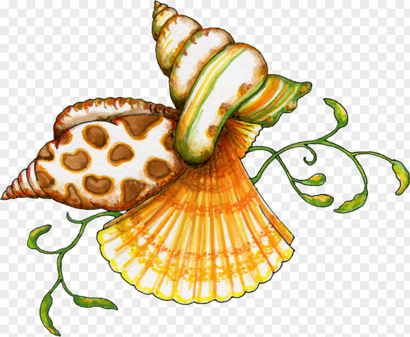 Shells Clipart Seashell Free Content Clip Art PNG