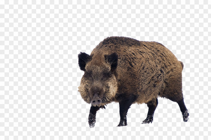 Wild Boar Game Cat S60 PNG