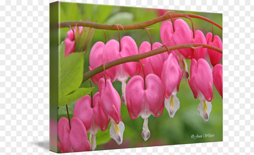 Bleeding Heart Petal Pink M Calendar RTV CafePress PNG