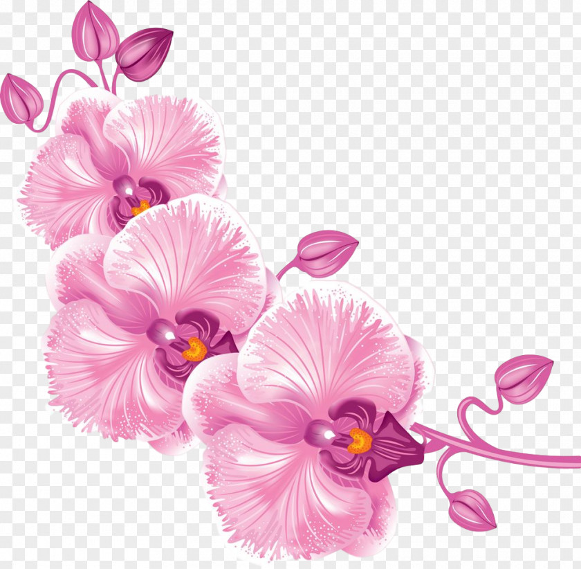 Flower Pink Petal Plant Cut Flowers PNG