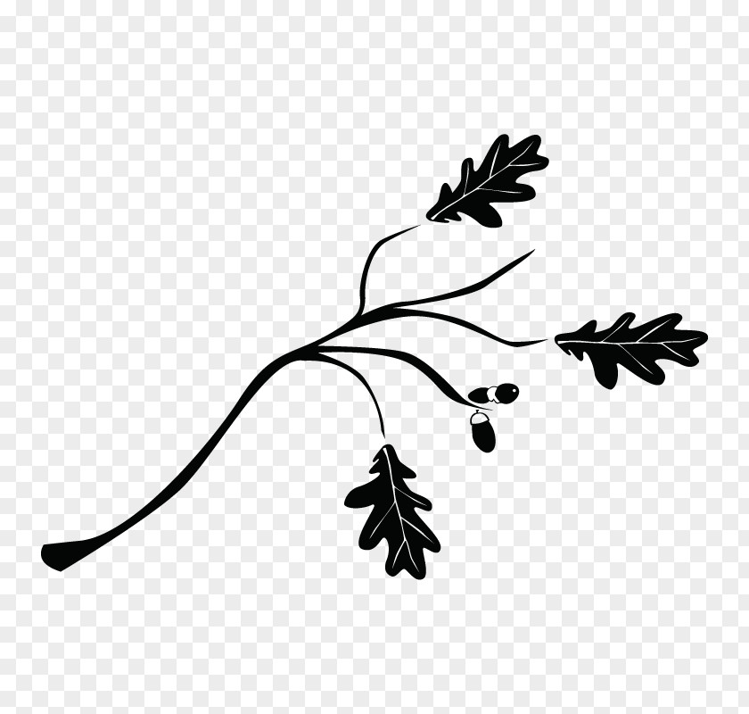 Forma Branch Tree Leaf Drawing Twig PNG