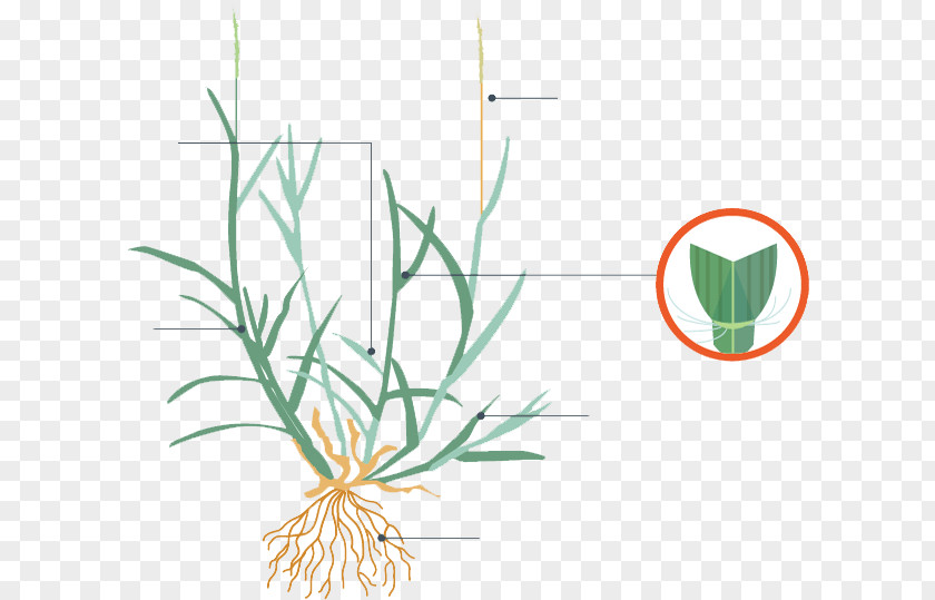 Leaf Grasses Plant Stem Flower Clip Art PNG