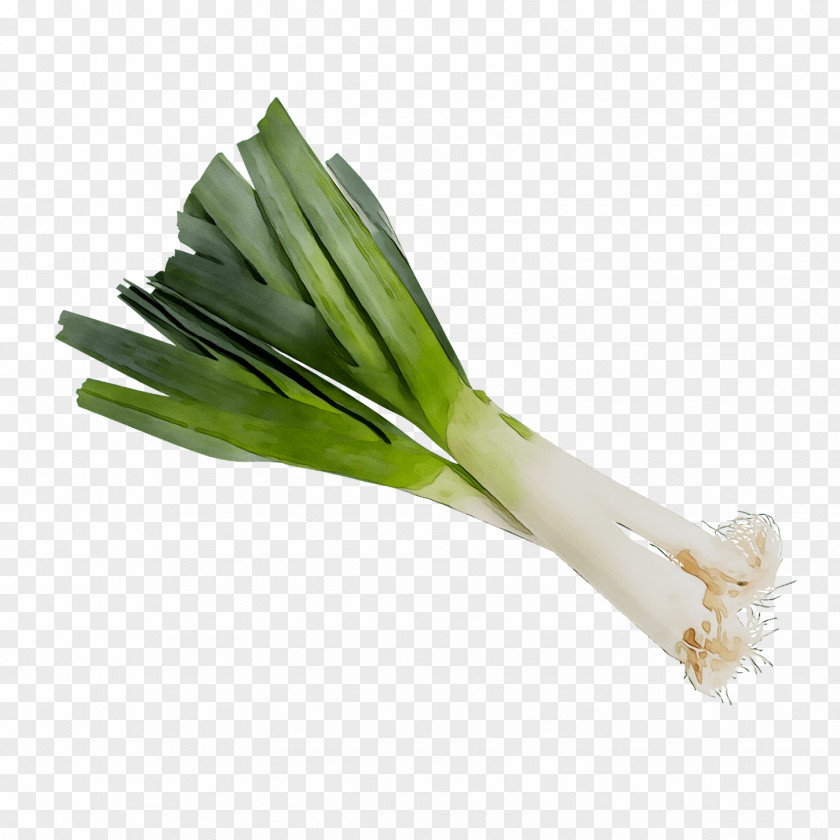 Leek Welsh Onion Scallion Ramp Vegetable PNG
